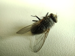 Calliphoridae