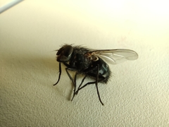 Calliphoridae