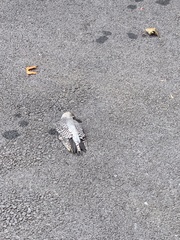 Melanerpes carolinus