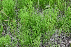 Equisetum arvense