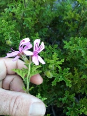 Pelargonium