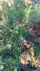 Juniperus turbinata