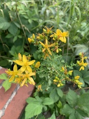 Hypericum perforatum