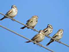 Lark Bunting photo 6