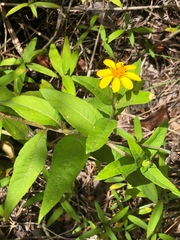 Wedelia calycina
