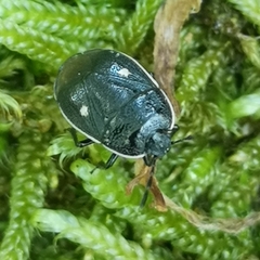 Adomerus biguttatus