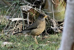 Turdus falcklandii