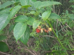 Rubus leucanthus