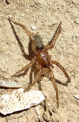 Pterotricha simoni