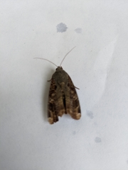 Euplexia benesimilis