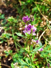 Medicago sativa