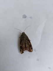 Euplexia benesimilis