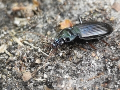 Nebria