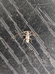 Leiopus femoratus
