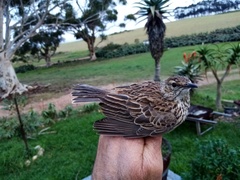 Certhilauda curvirostris brevirostris