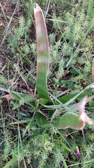 Trachyandra muricata