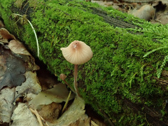 Mycena sanguinolenta
