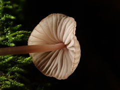 Mycena sanguinolenta