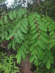 Phyllantheae