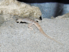 Altiphylax stoliczkai