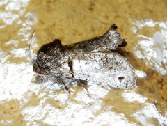 Inguromorpha