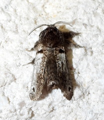 Inguromorpha
