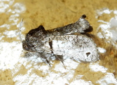 Inguromorpha