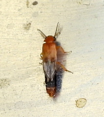 Distremocephalus texanus