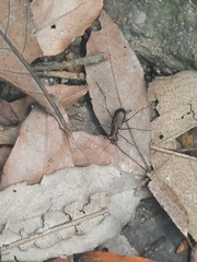 Heptodonta posticalis