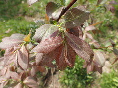 Salix silesiaca
