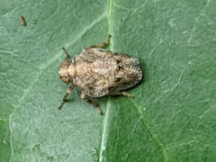 Issus coleoptratus