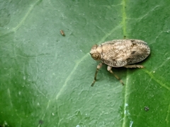 Issus coleoptratus