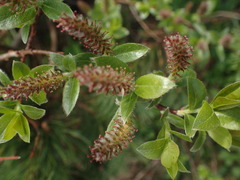 Salix alpina