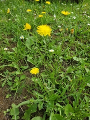 Hypochaeris radicata