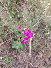 Dianthus balbisii