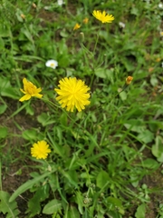 Hypochaeris radicata