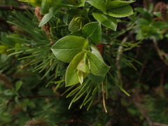 Salix alpina