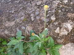 Tridax procumbens