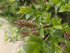 Salix alpina