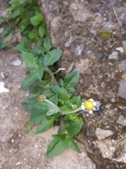 Tridax procumbens