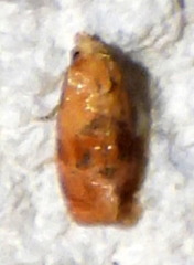 Cochylis bucera