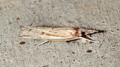 Fissicrambus quadrinotellus