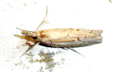 Fissicrambus quadrinotellus