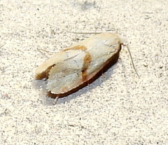 Cochylis caulocatax