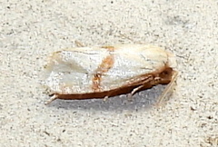 Cochylis caulocatax