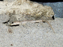 Altiphylax stoliczkai