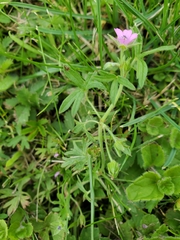 Geranium dissectum