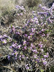 Amphithalea violacea