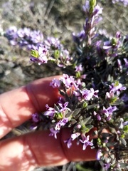 Amphithalea violacea