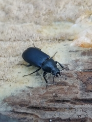 Platycerus oregonensis